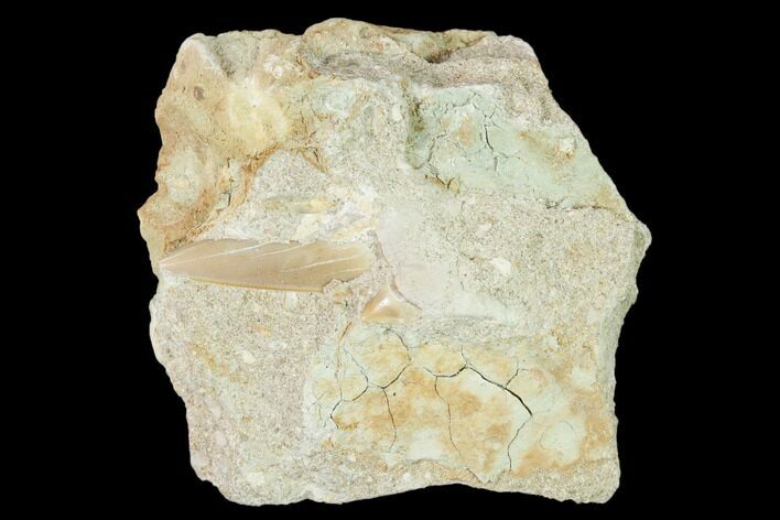 Otodus Shark Tooth Fossil in Rock - Eocene #139845